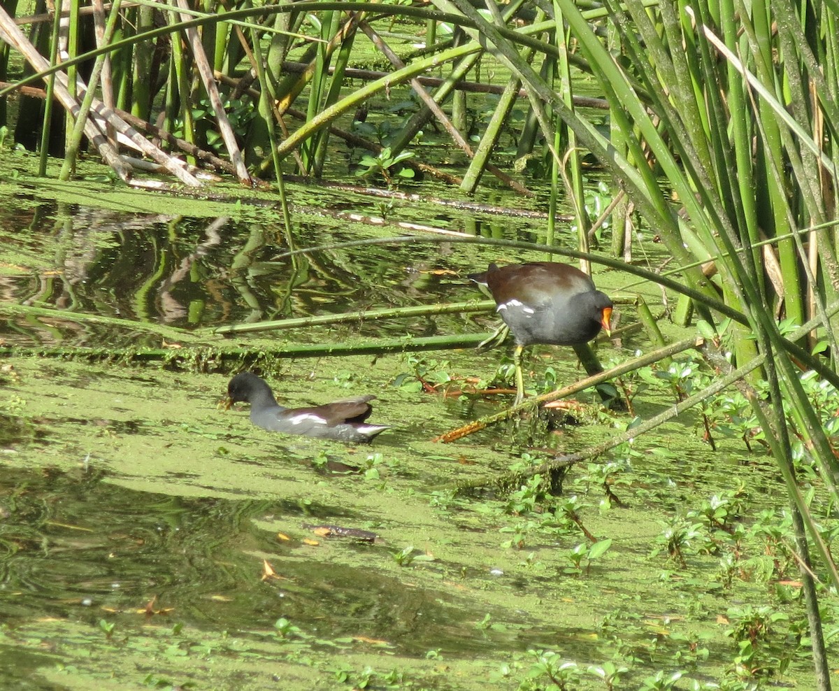 アメリカバン - ML645218195