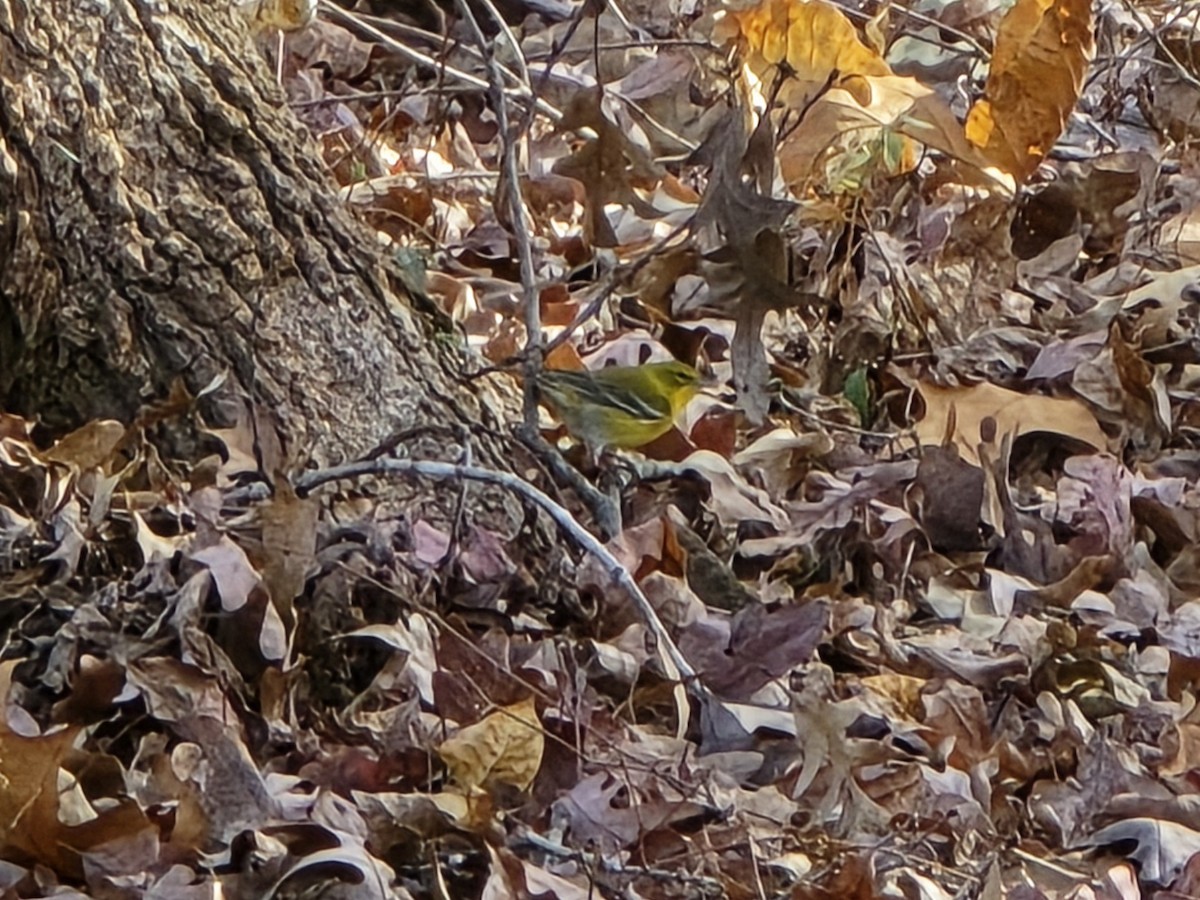 סבכון אורנים - ML645218196