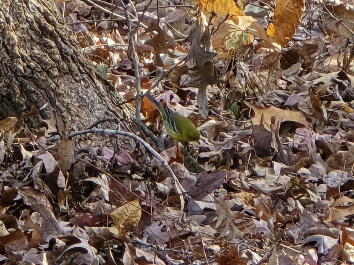 סבכון אורנים - ML645218197