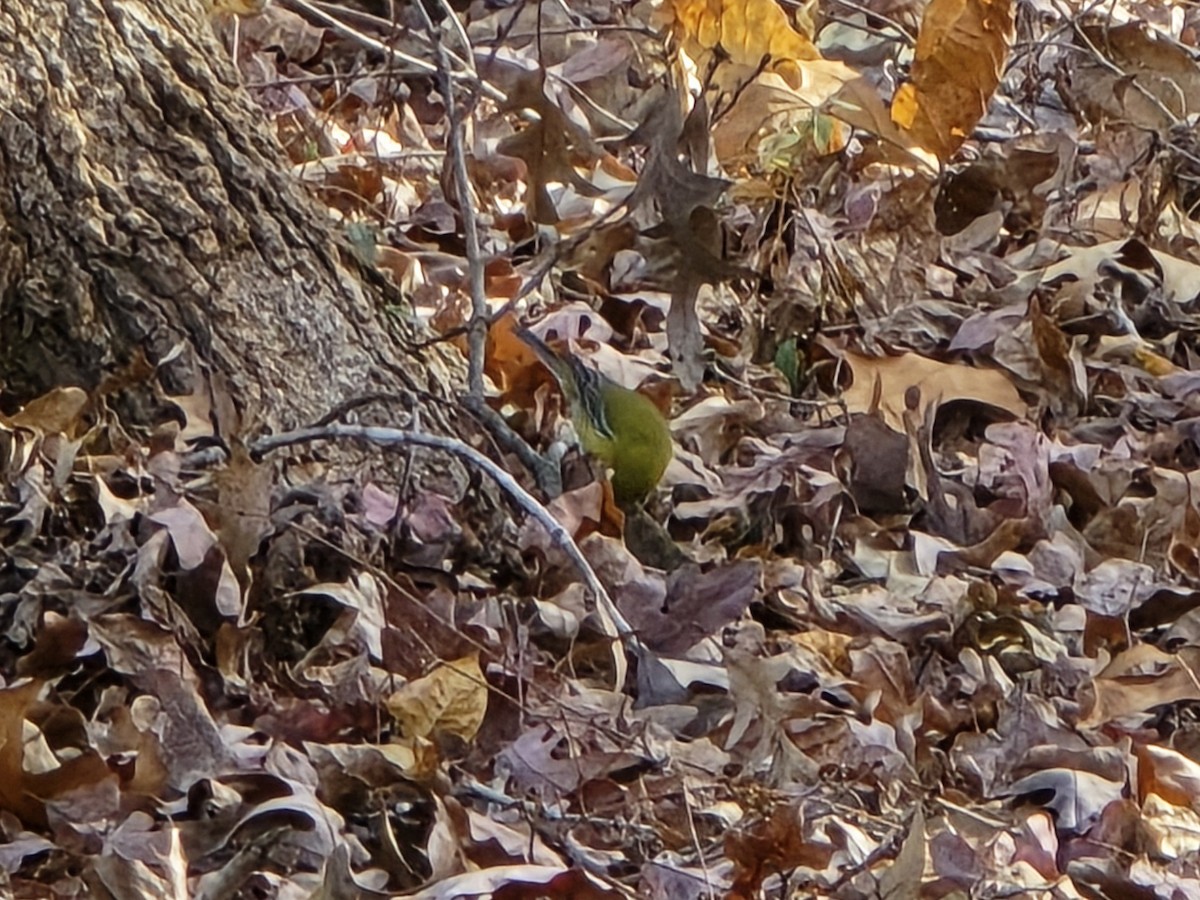 סבכון אורנים - ML645218198