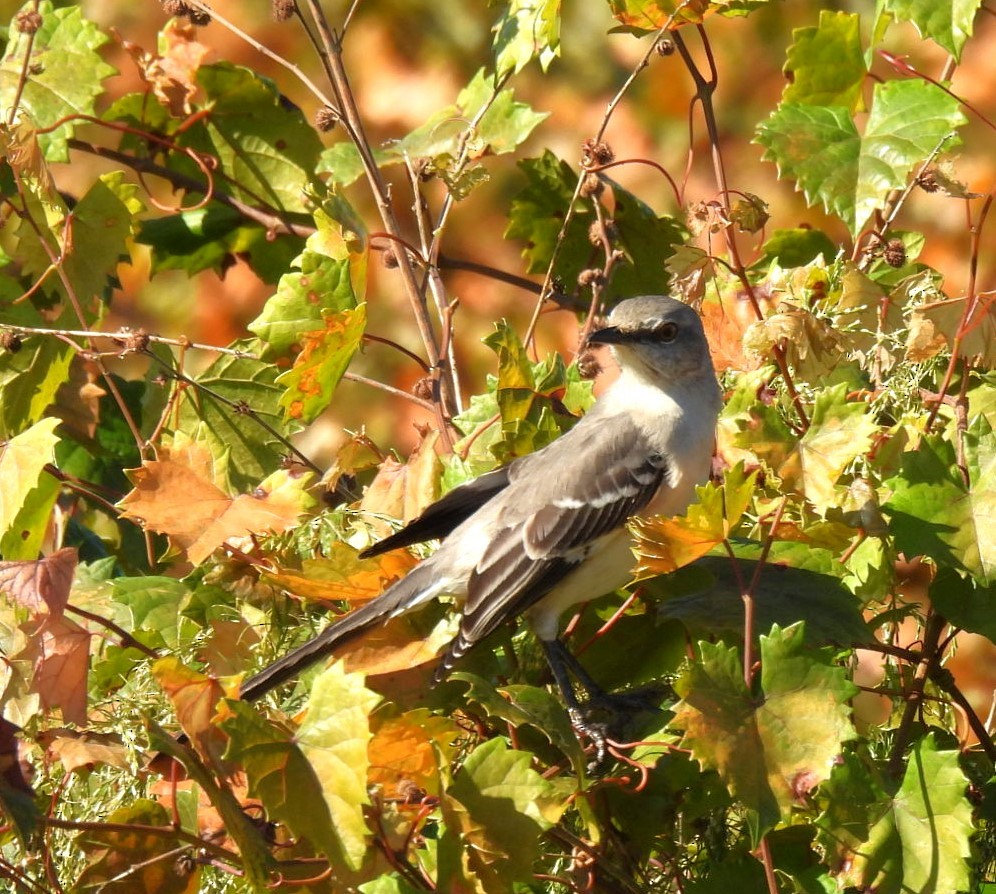 Northern Mockingbird - ML645218205