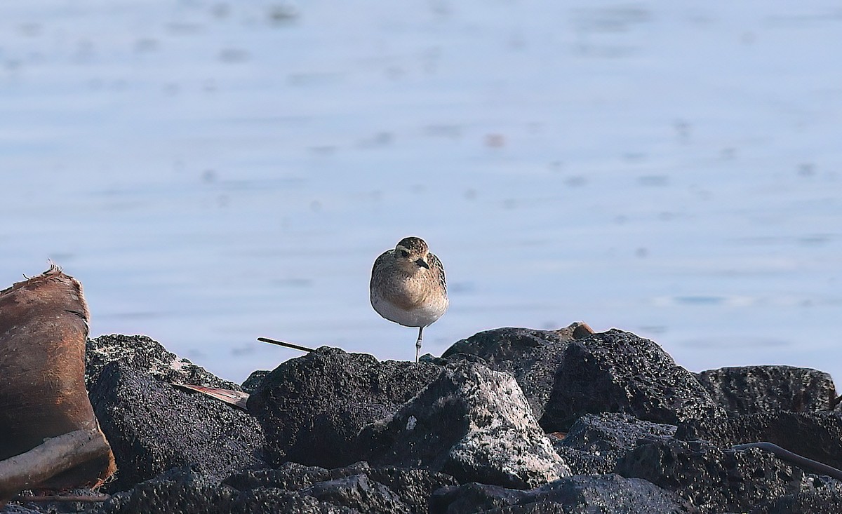 חופזי קטן - ML645218206
