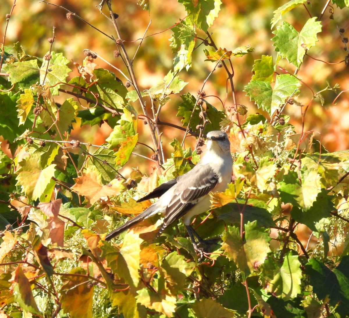 Northern Mockingbird - ML645218217