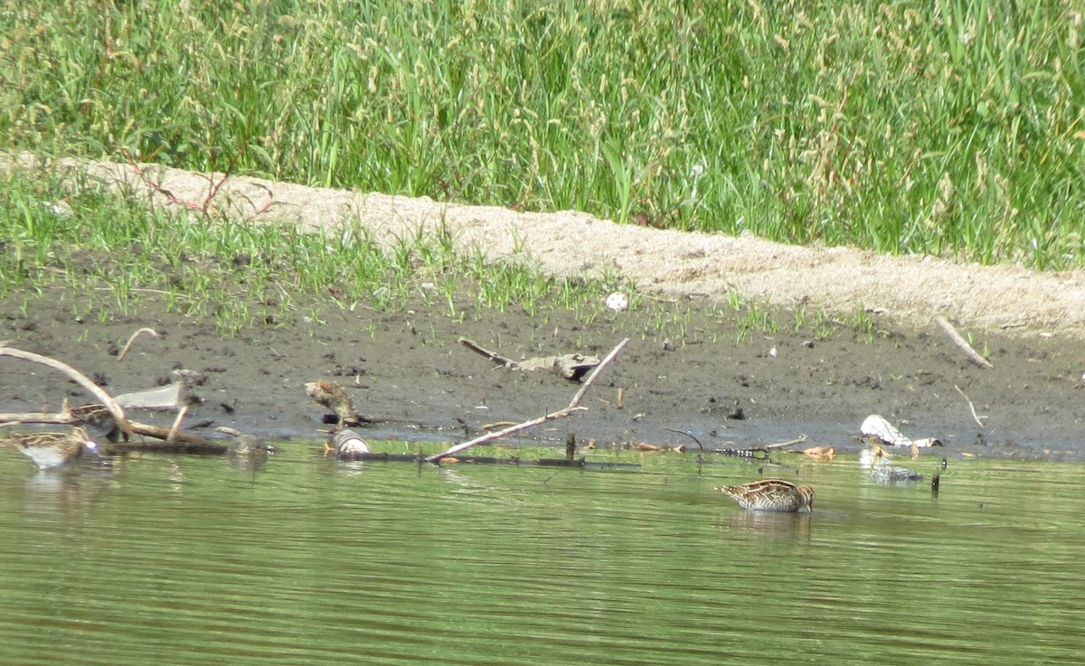 アメリカタシギ - ML645218223