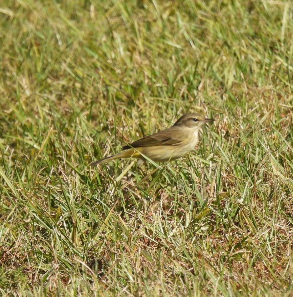 Palm Warbler - ML645218225