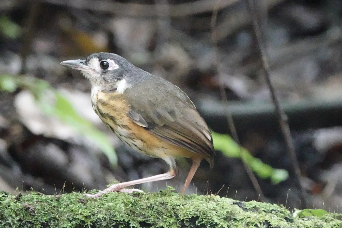 White-lored Antpitta - ML645218226
