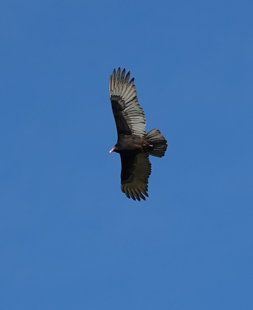 Turkey Vulture - ML645218229