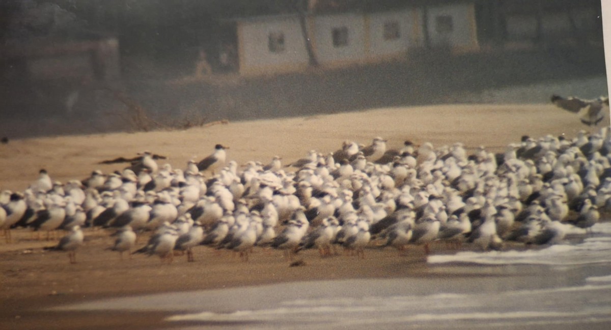 Larus sp. - ML645218235