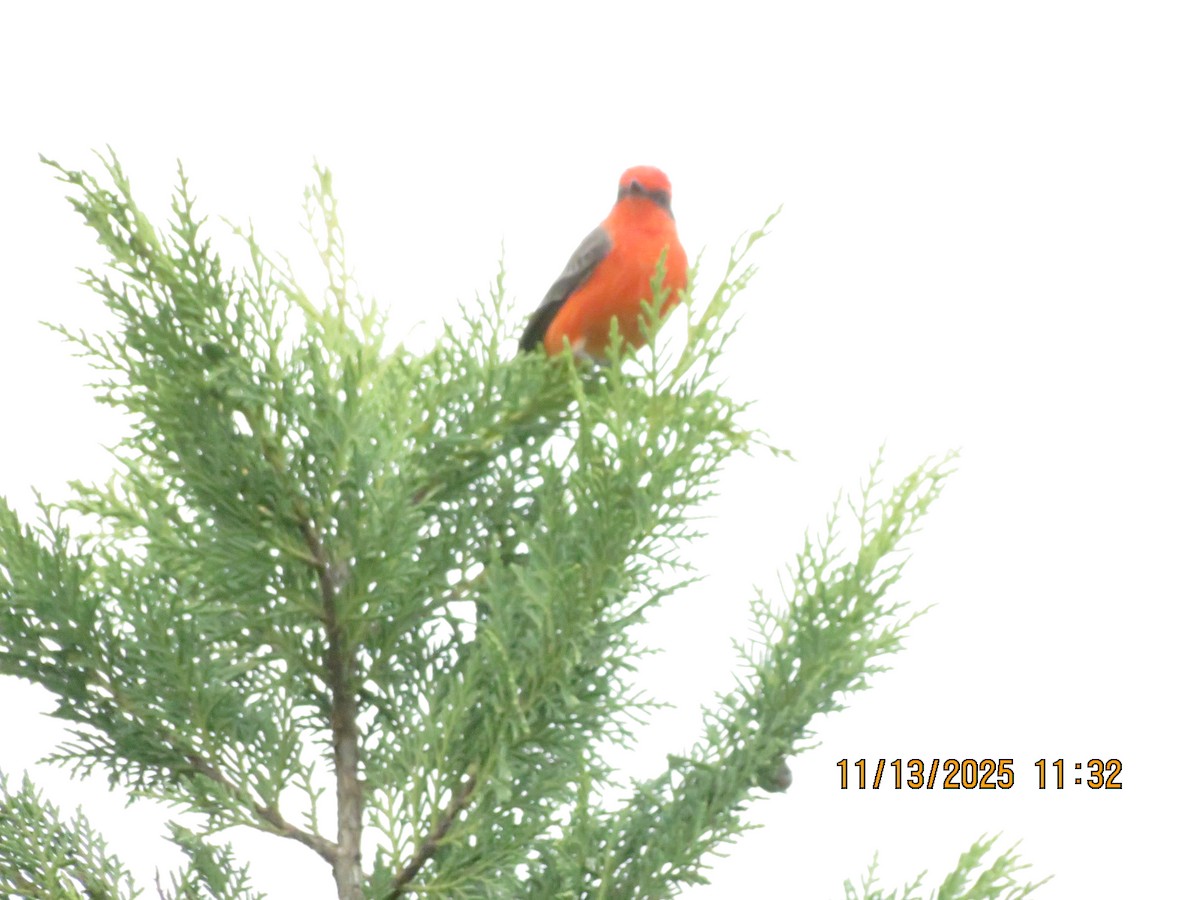 ベニタイランチョウ - ML645218241