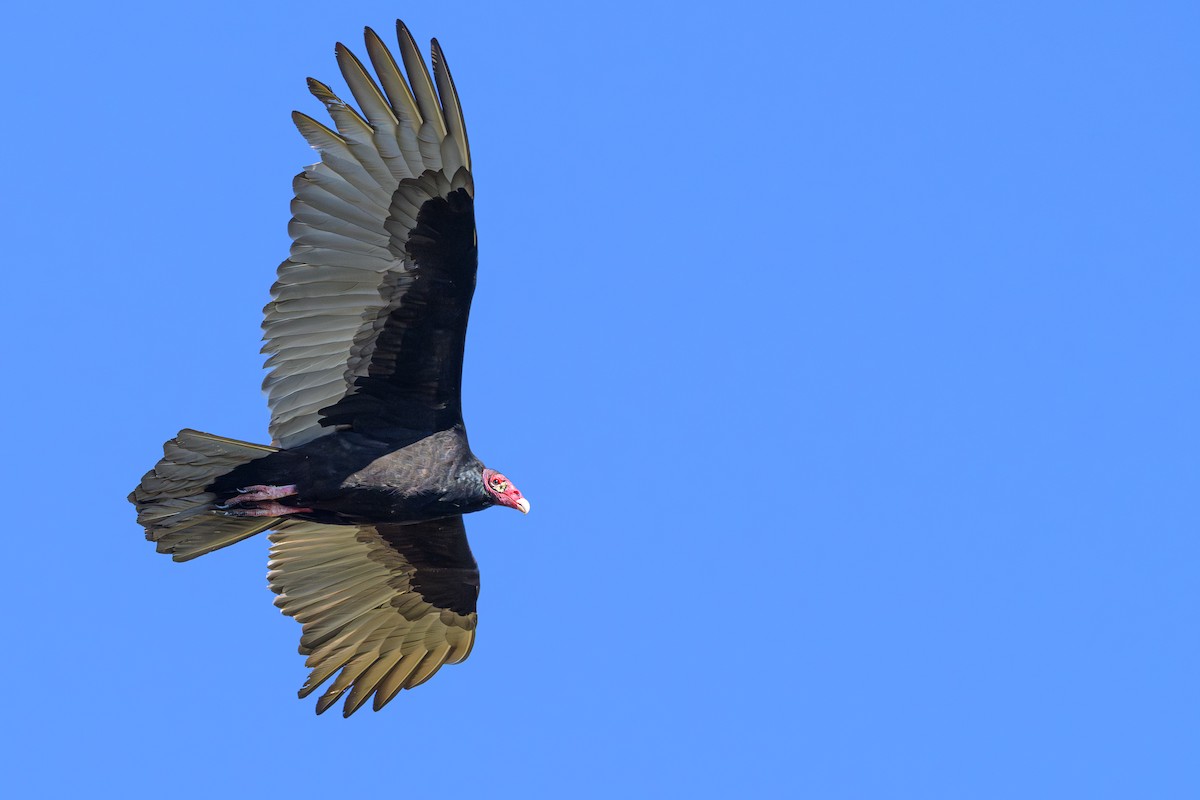 Turkey Vulture - ML645218246