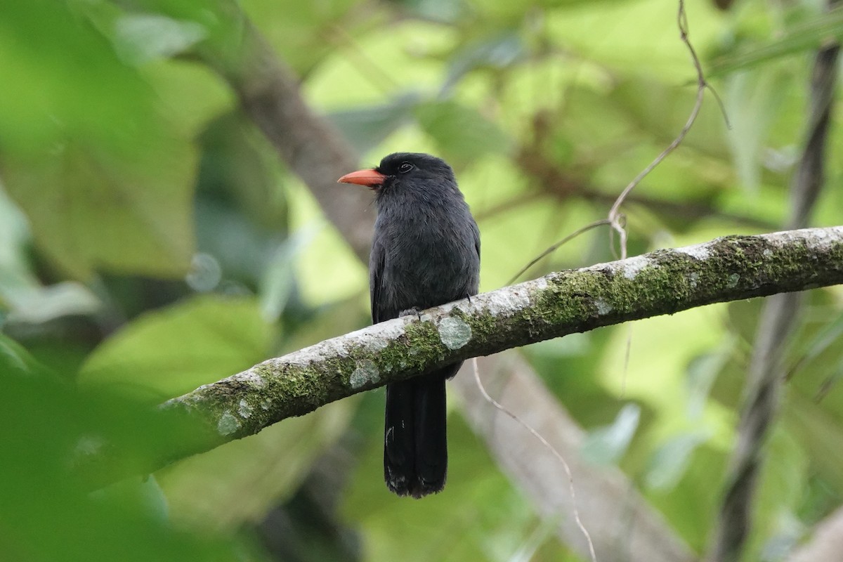 Black-fronted Nunbird - ML645218251