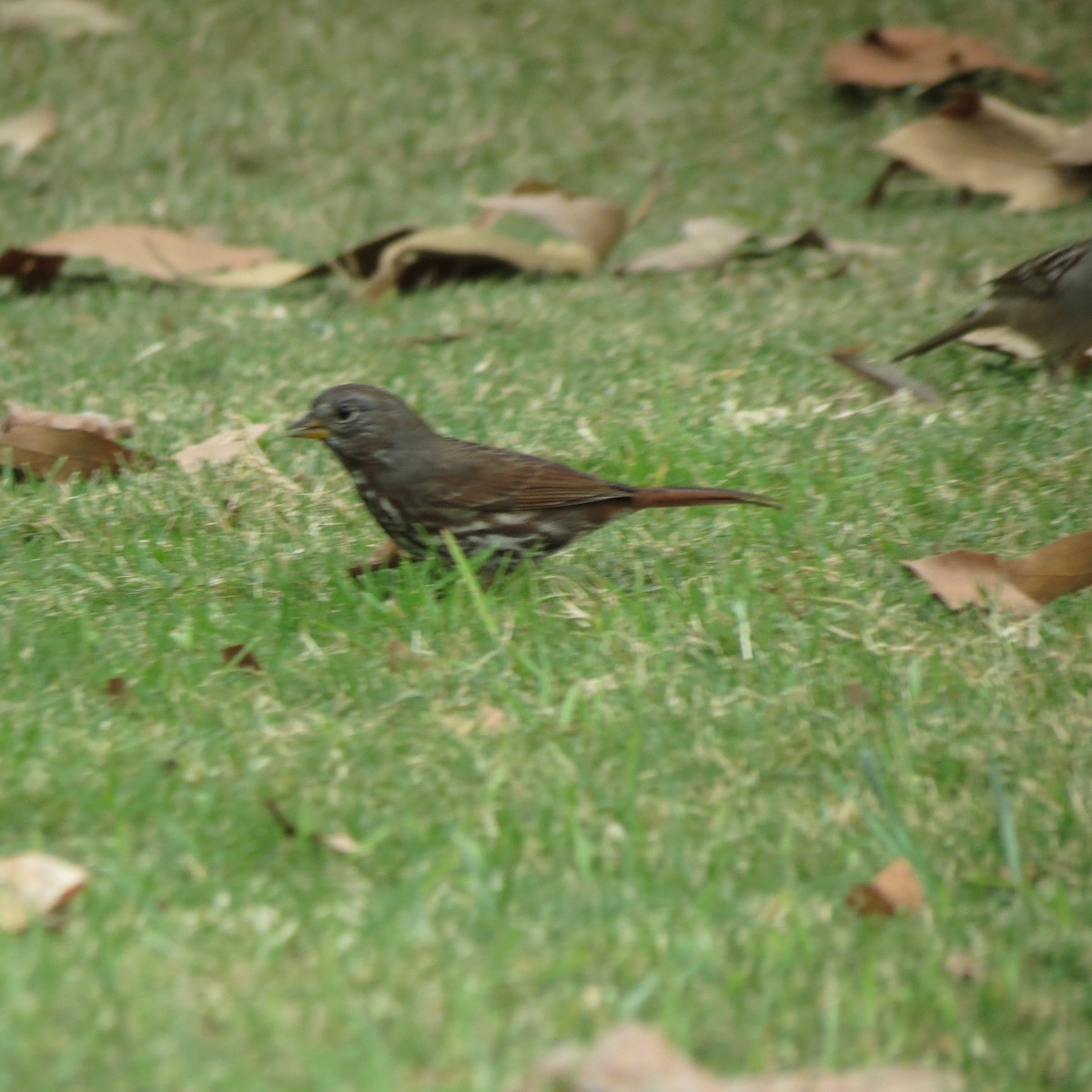 ゴマフスズメ - ML645218252