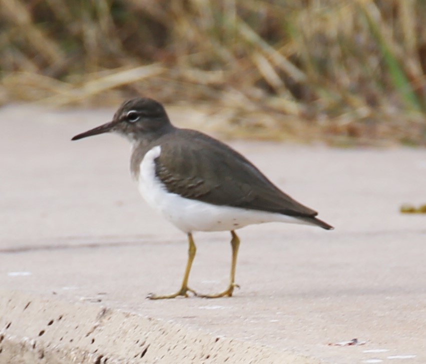 pisík americký - ML645218258