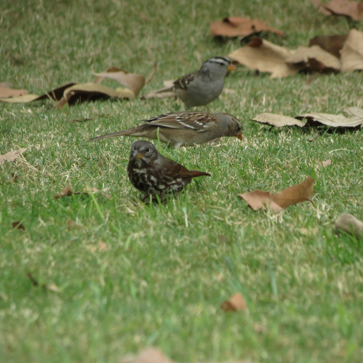 ゴマフスズメ - ML645218259