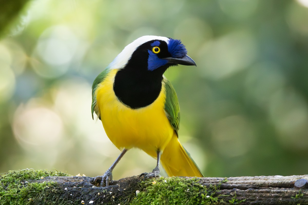Green Jay (Inca) - ML645218271