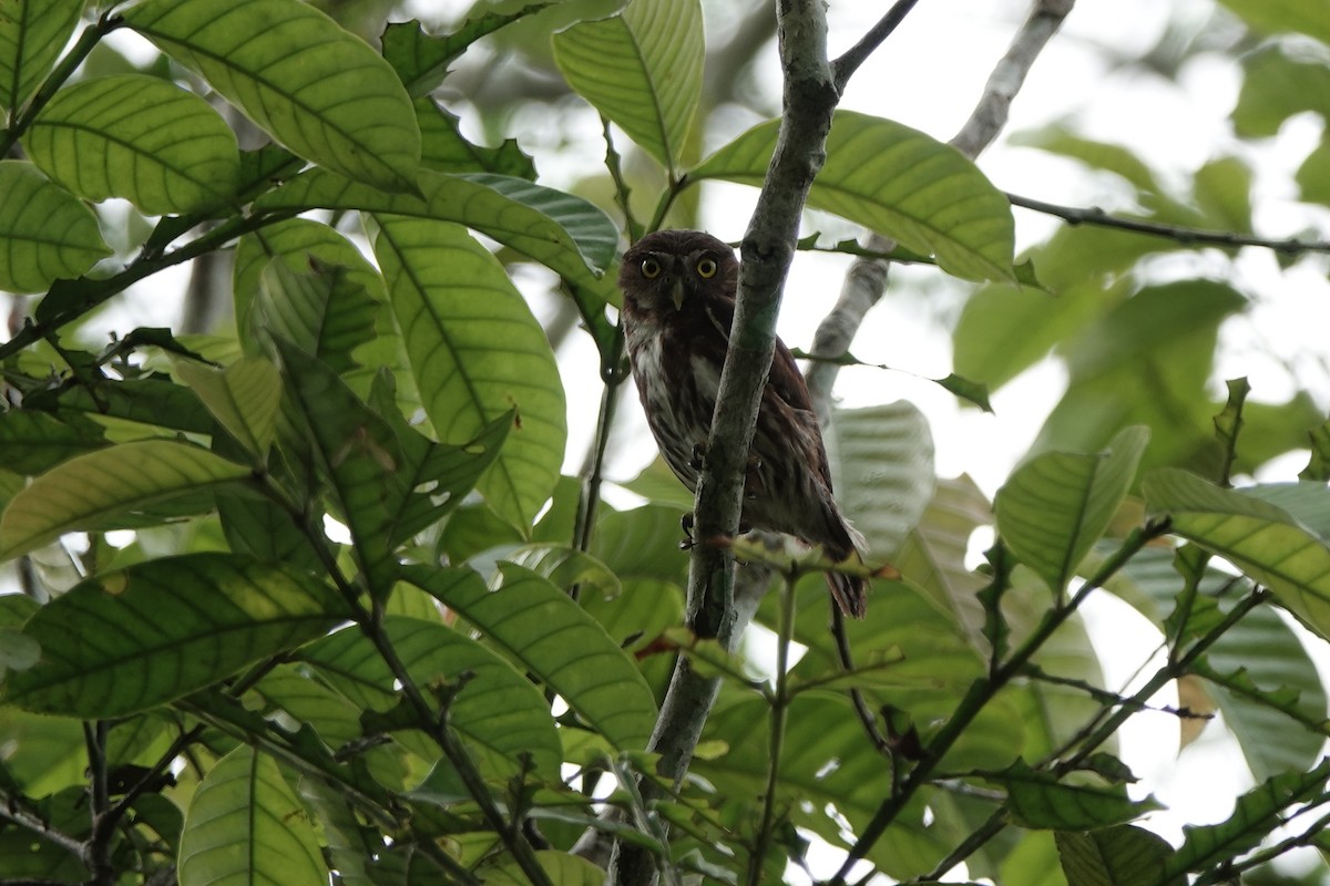 Ferruginous Pygmy-Owl - ML645218274