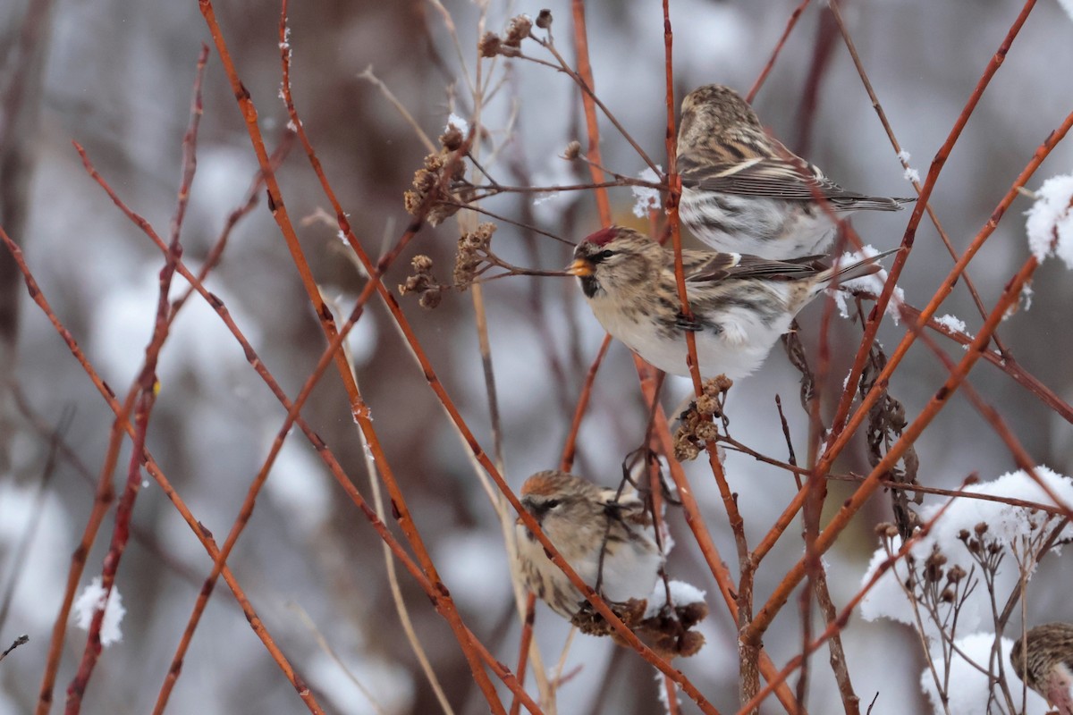 Redpoll - ML645218279