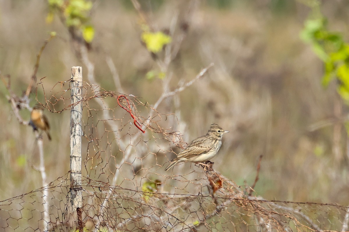 コバシカンムリヒバリ - ML645218280