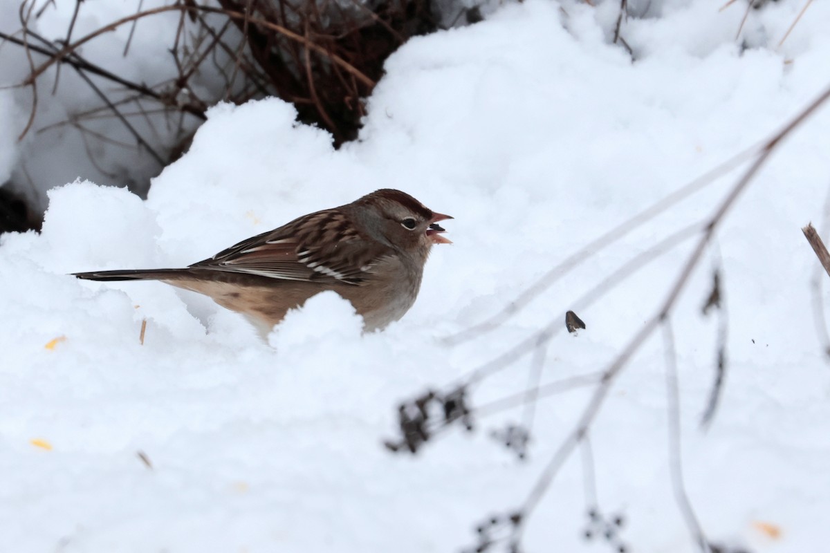 White-crowned Sparrow - ML645218284