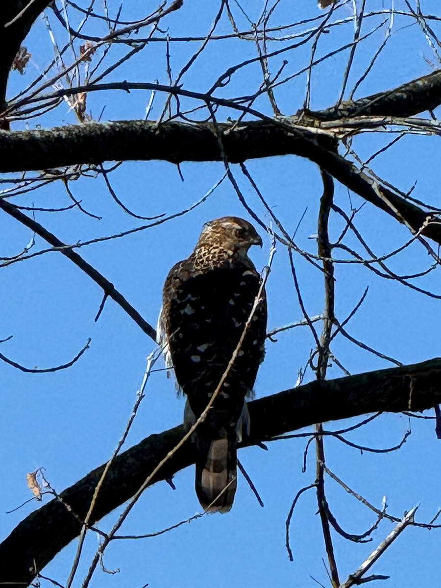 Cooper's Hawk - ML645218285