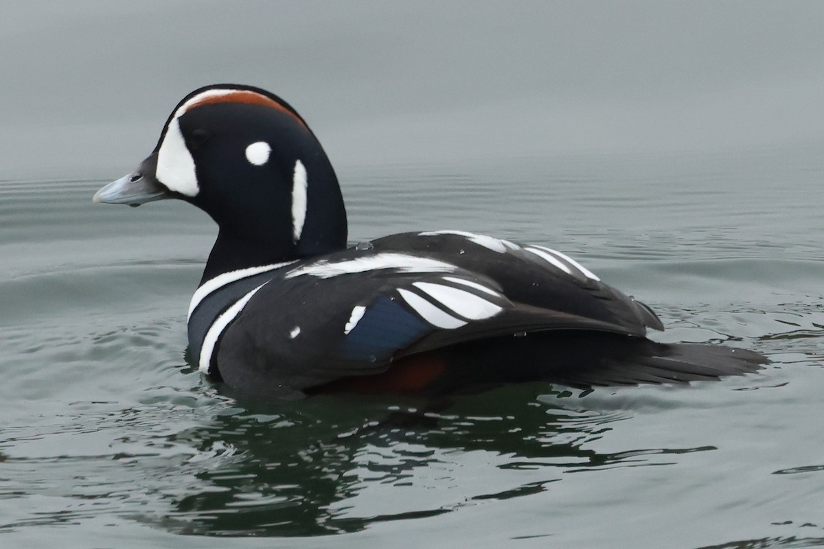 Palyaço Ördeği - ML645218289