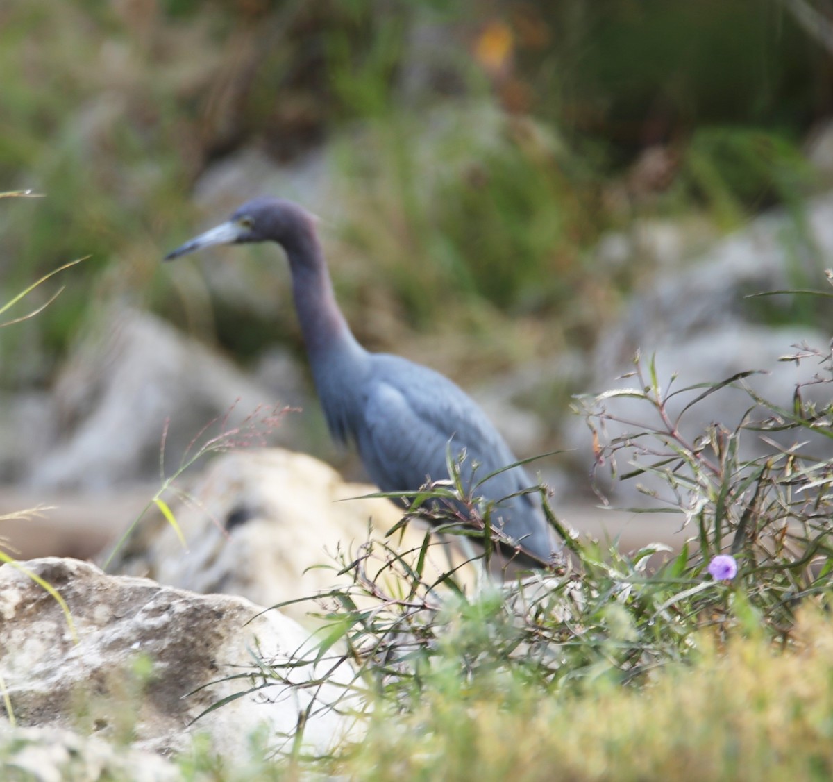 volavka modrošedá - ML645218295