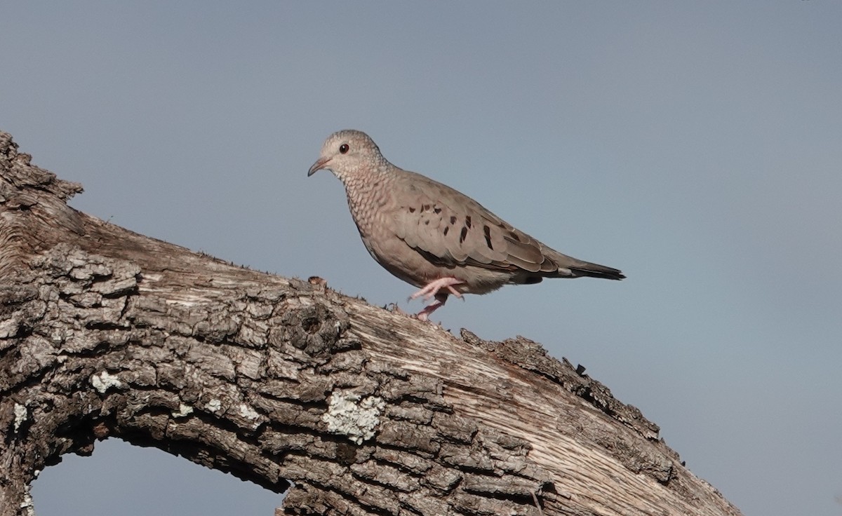 Common Ground Dove - ML645218300