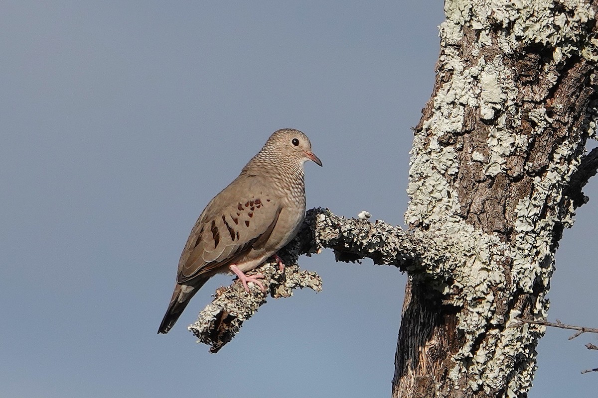 Common Ground Dove - ML645218301