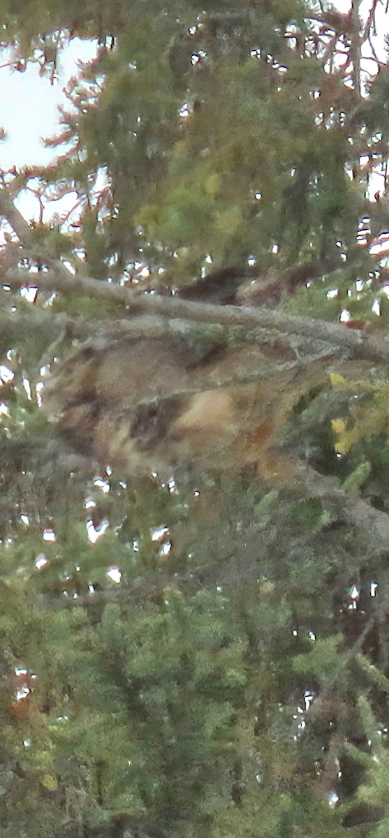 Great Horned Owl - ML645218306