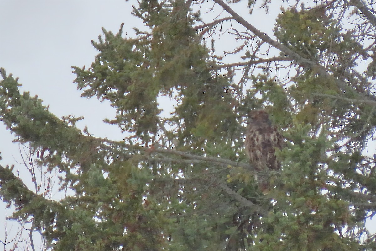 Great Horned Owl - ML645218307
