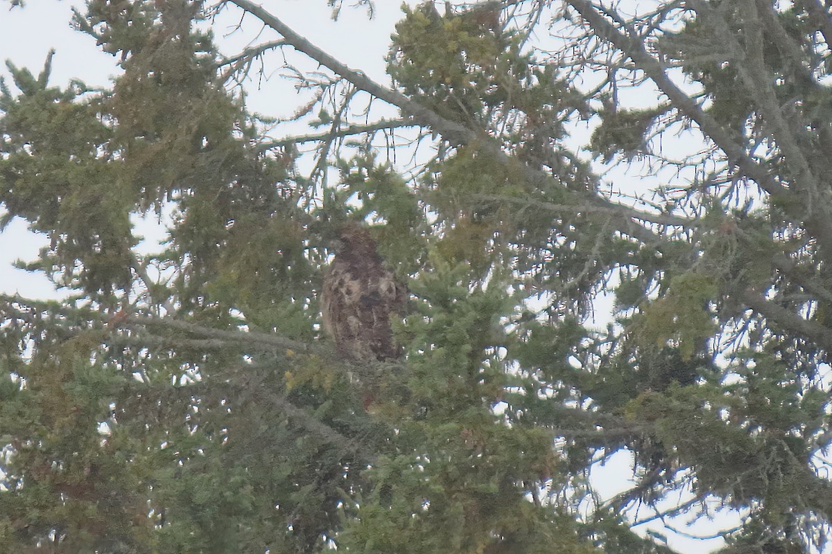 Great Horned Owl - ML645218308