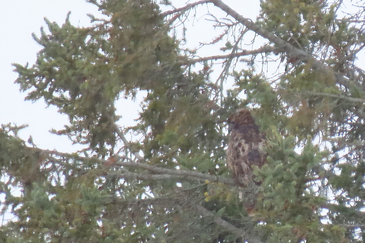 Great Horned Owl - ML645218309