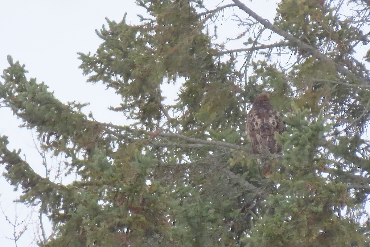 Great Horned Owl - ML645218310