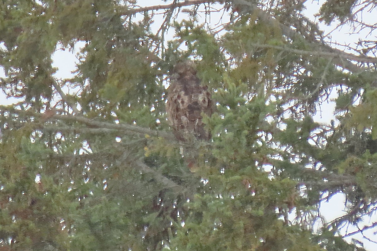 Great Horned Owl - ML645218311