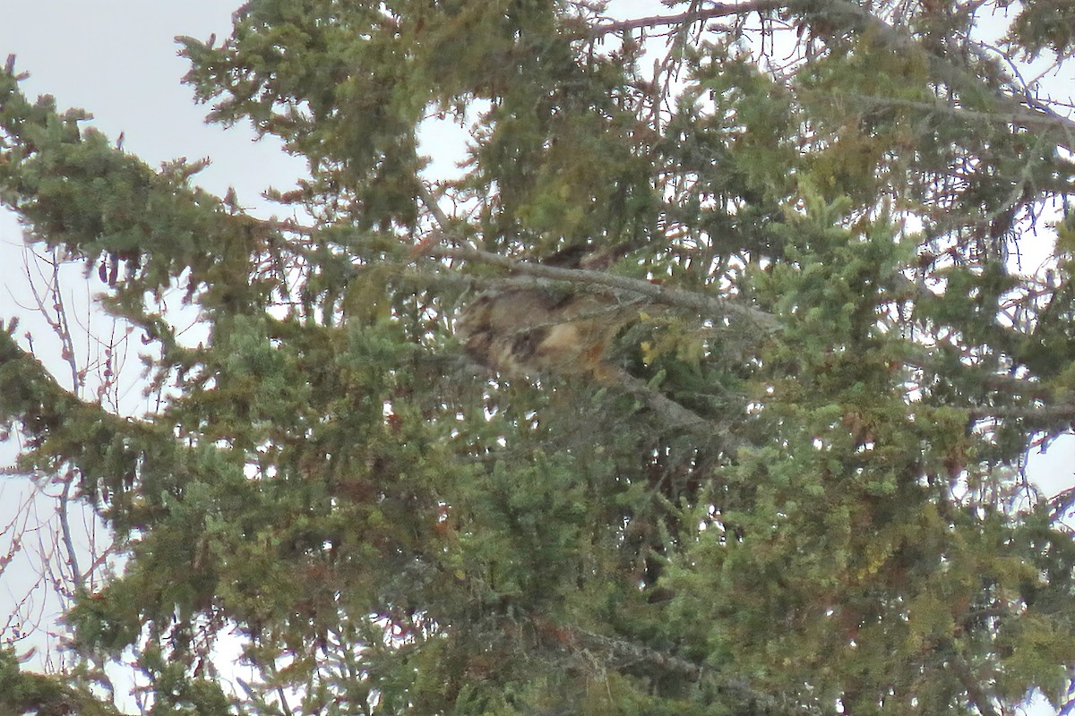 Great Horned Owl - ML645218312