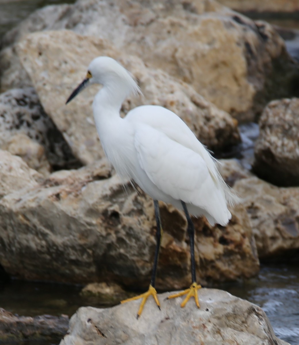 volavka bělostná - ML645218313