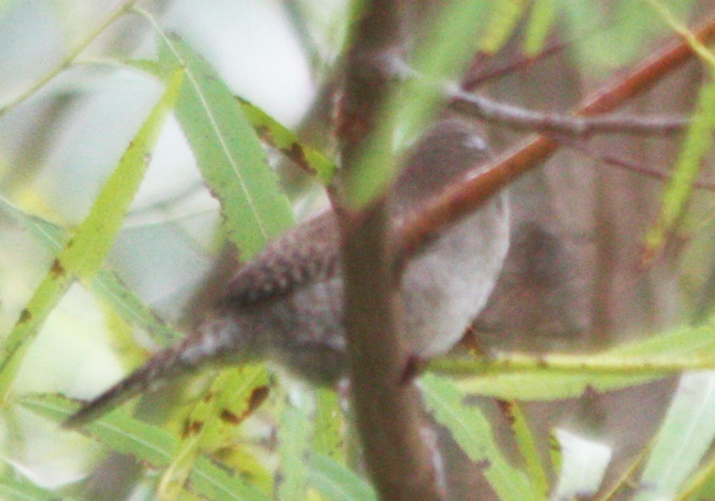 Northern House Wren - ML645218331