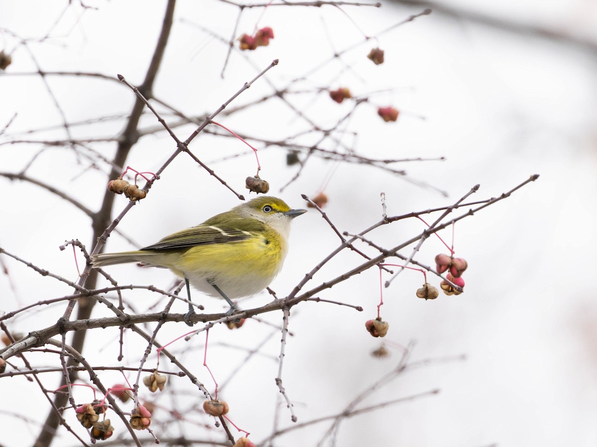 Weißaugenvireo - ML645218340