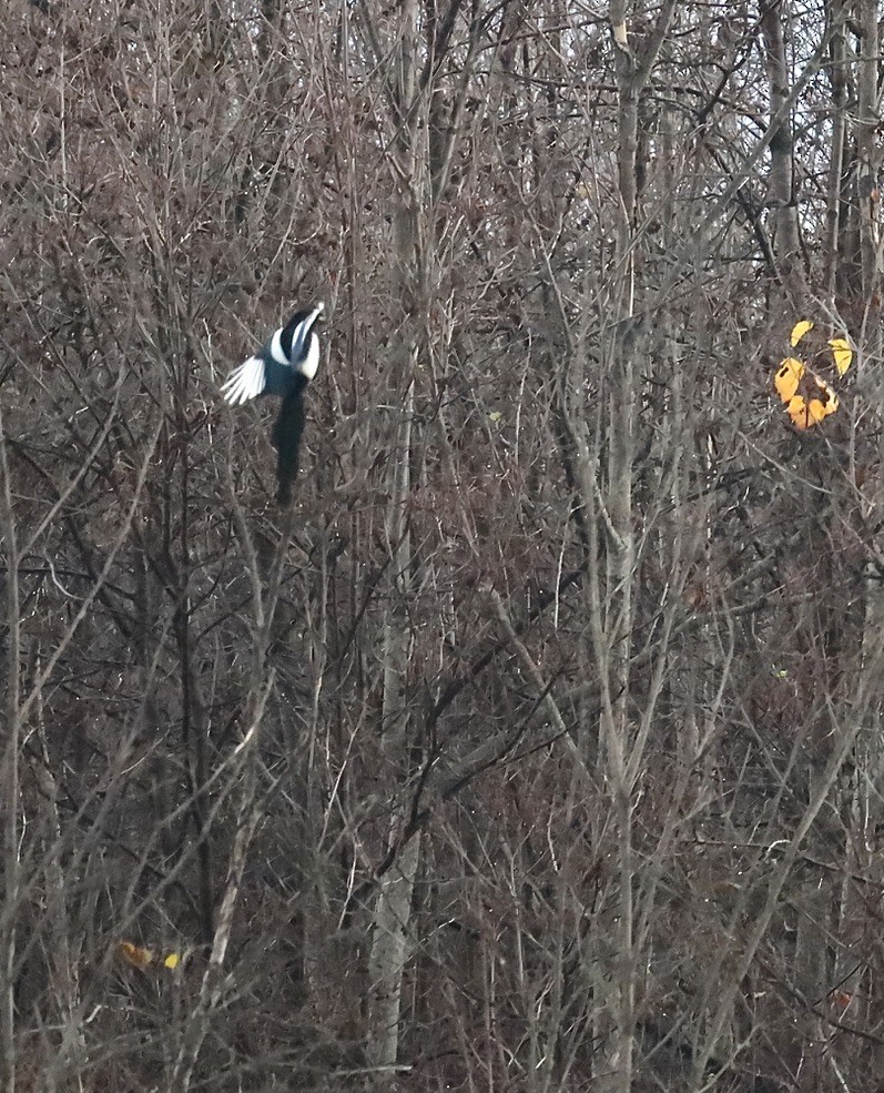 Сорока канадська - ML645218359