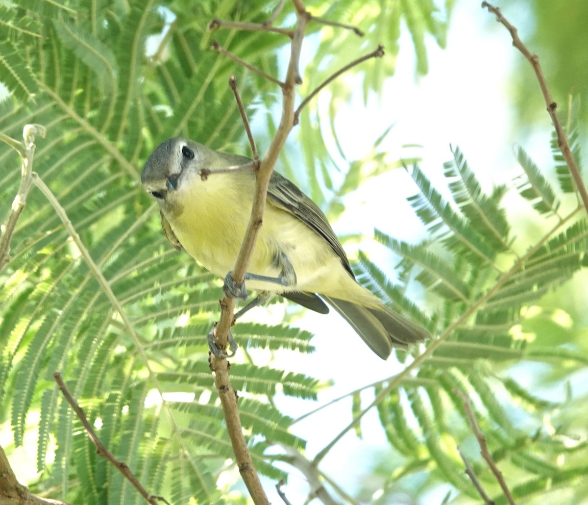 Bireo filadelfiarra - ML645218361