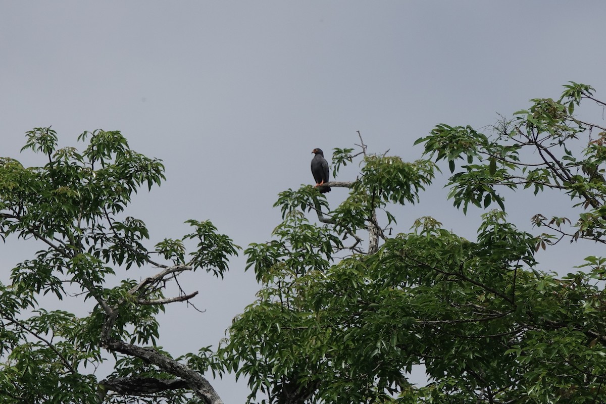 Slender-billed Kite - ML645218364