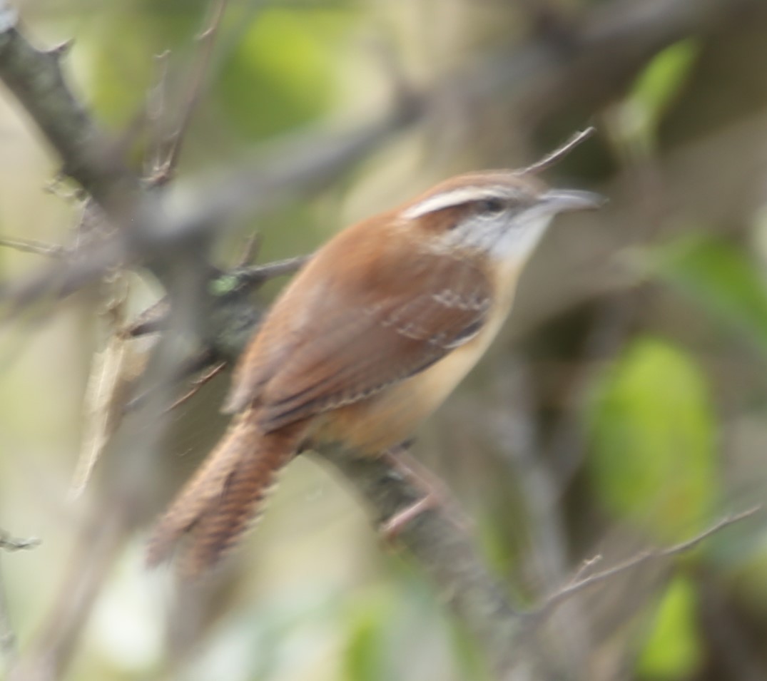 střízlík karolínský - ML645218370