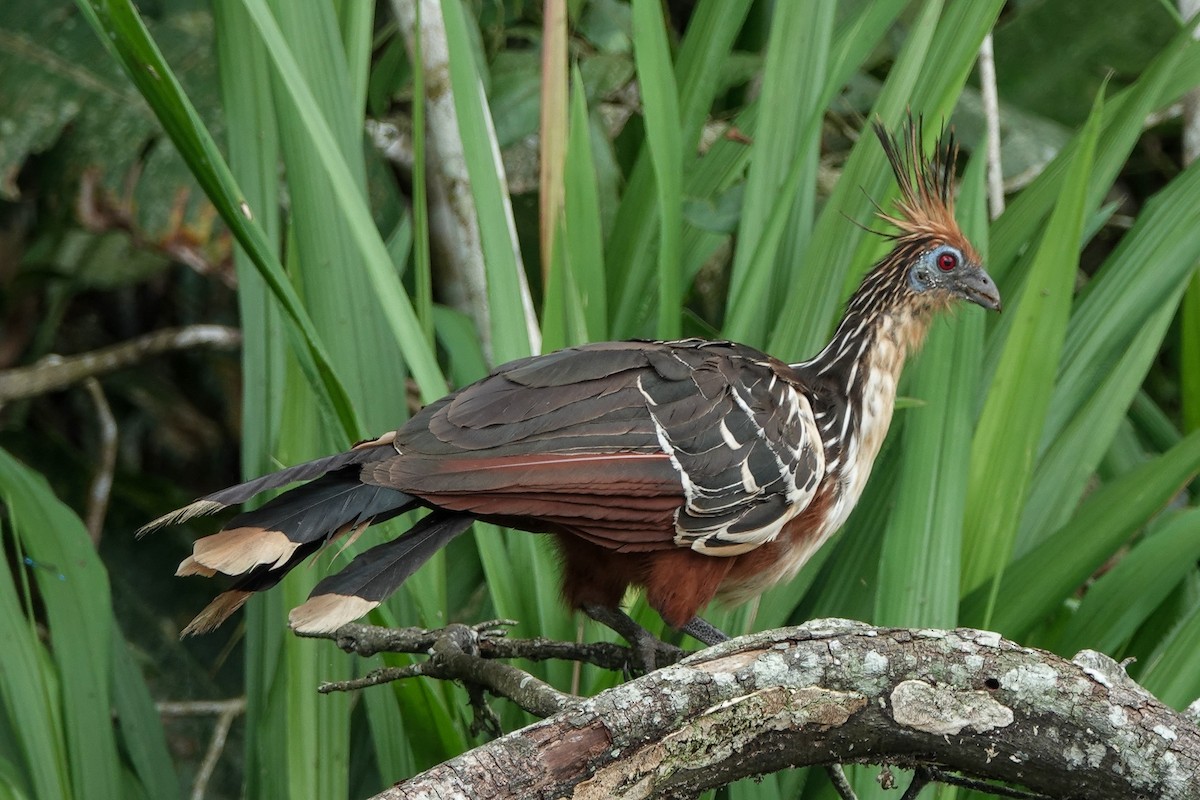 Hoatzin - ML645218374