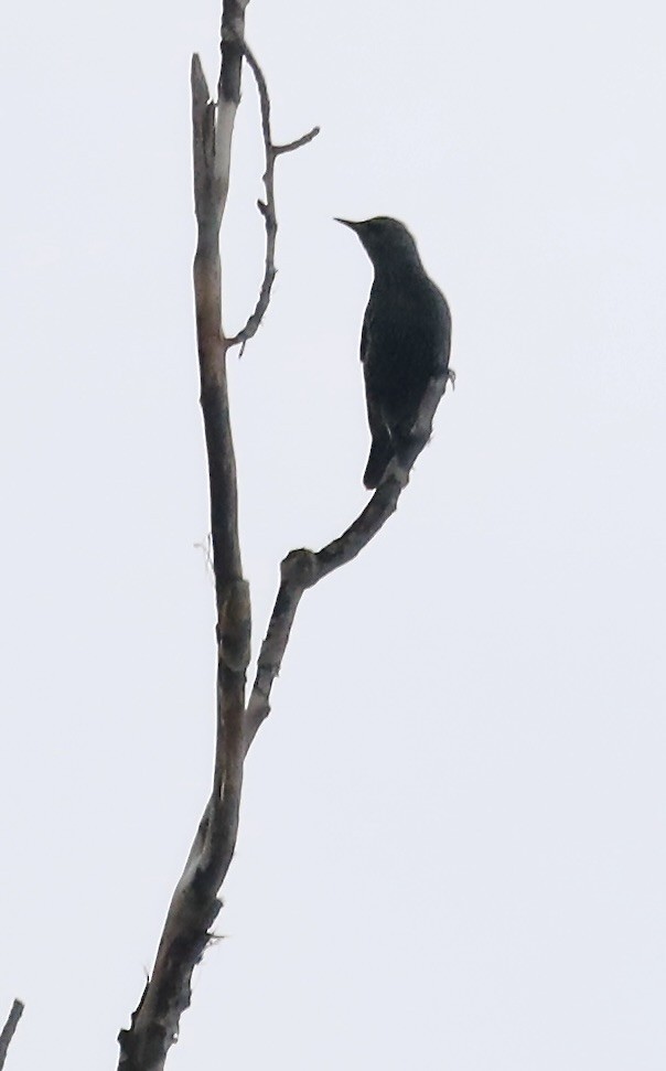 European Starling - ML645218375