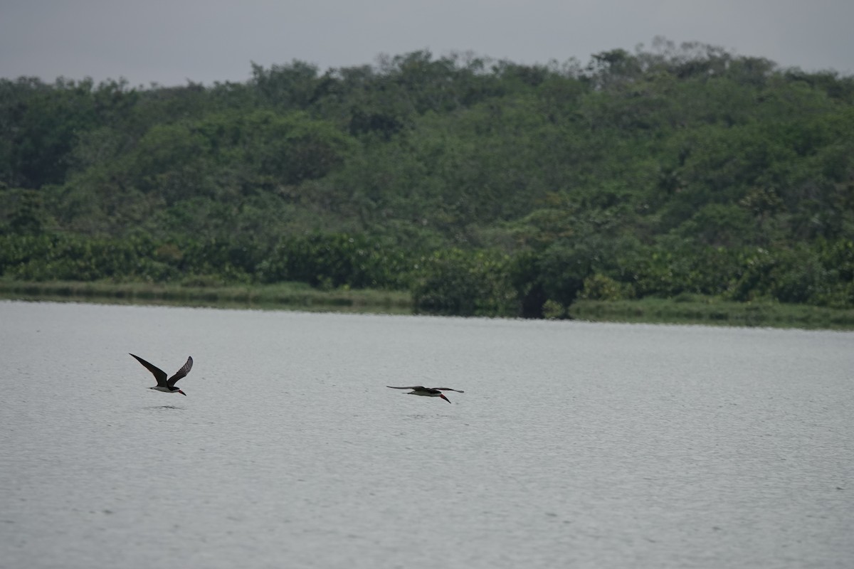 Black Skimmer - ML645218379