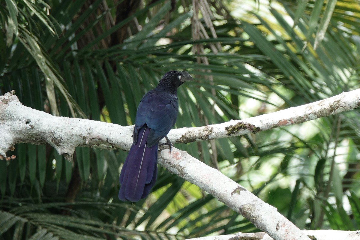 Greater Ani - ML645218387