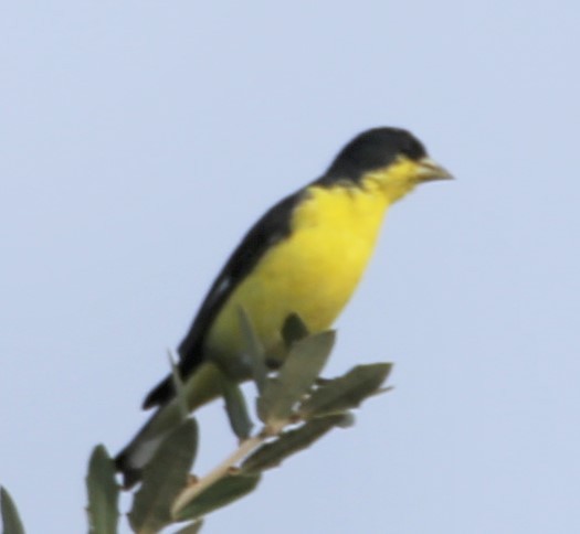 čížek mexický - ML645218393