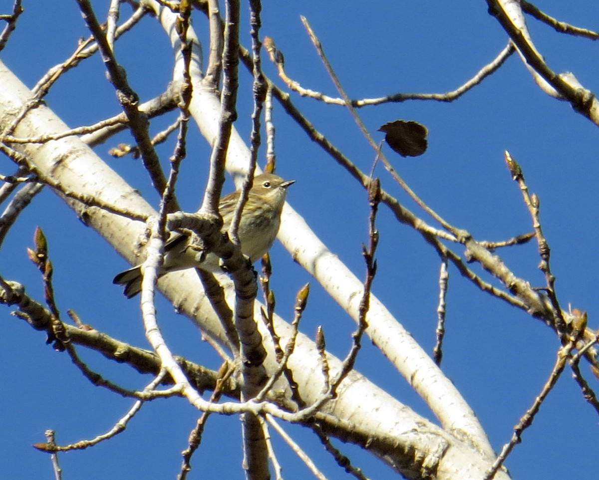 Yellow-rumped Warbler - ML645218394