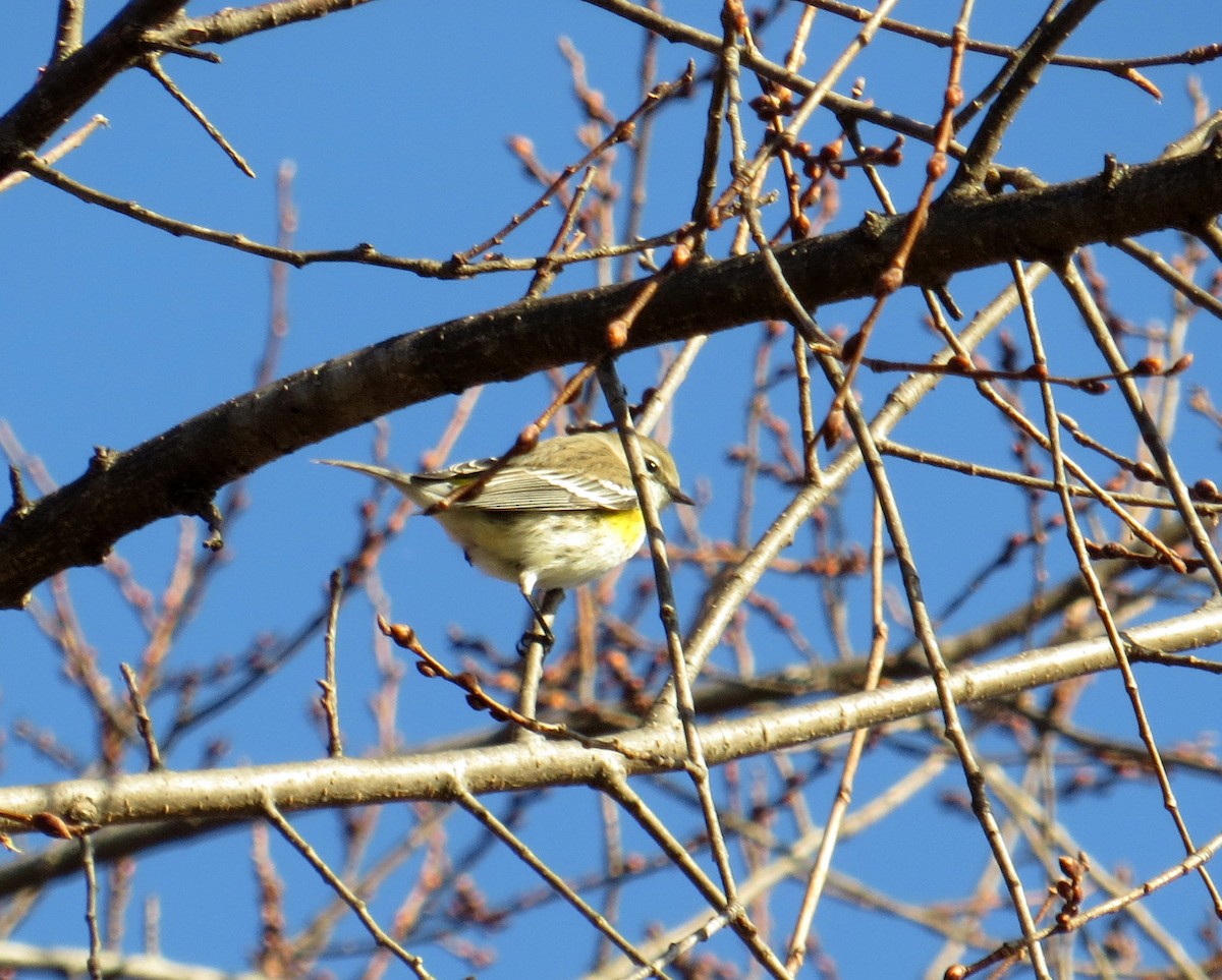 Yellow-rumped Warbler - ML645218397