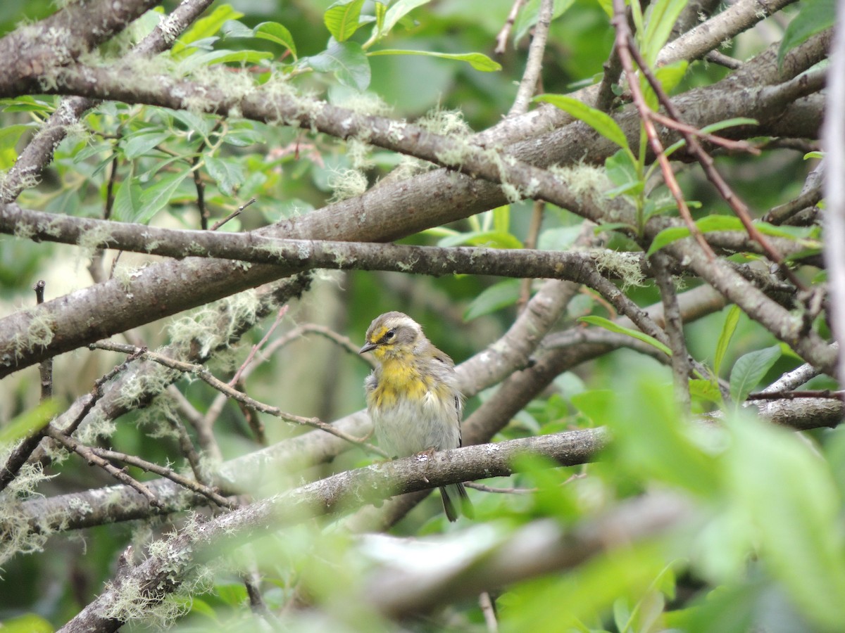 Northern Yellow Warbler - ML645218398